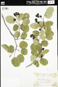 Amelanchier sanguinea image