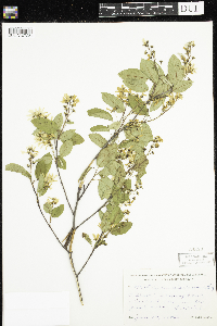 Amelanchier sanguinea image