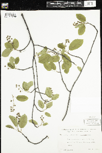 Amelanchier sanguinea image