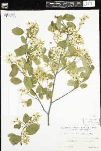 Amelanchier sanguinea image