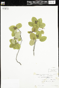 Amelanchier sanguinea image