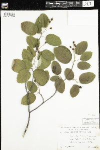 Amelanchier sanguinea image