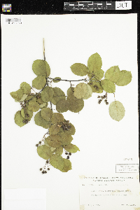 Amelanchier sanguinea image