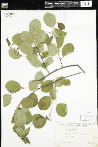 Amelanchier sanguinea image