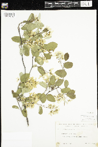 Amelanchier sanguinea image