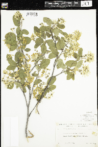 Amelanchier sanguinea image