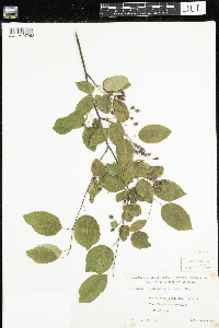 Amelanchier sanguinea image
