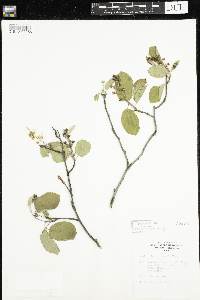 Amelanchier sanguinea image