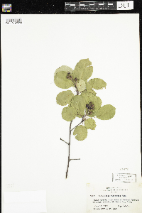 Amelanchier sanguinea image