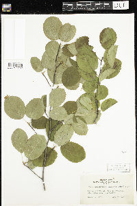 Amelanchier sanguinea image