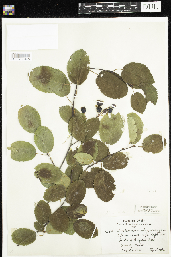 Amelanchier sanguinea image
