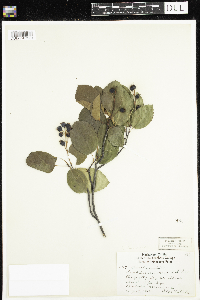 Amelanchier sanguinea image