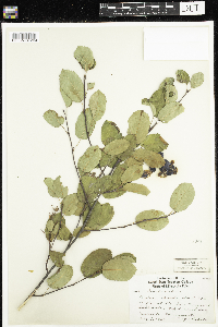 Amelanchier sanguinea image