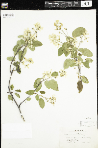 Amelanchier sanguinea image