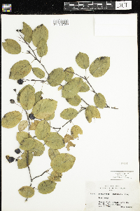 Amelanchier sanguinea image