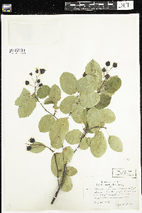 Amelanchier sanguinea image