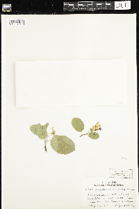 Amelanchier sanguinea image