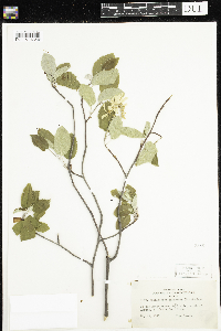 Amelanchier sanguinea image
