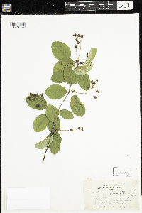 Amelanchier sanguinea image