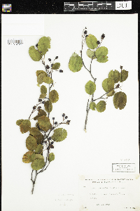 Amelanchier sanguinea image
