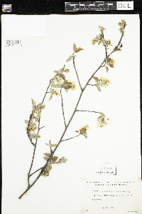 Amelanchier sanguinea image