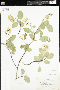 Amelanchier sanguinea image