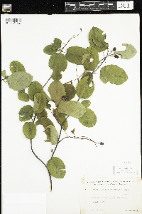 Amelanchier sanguinea image