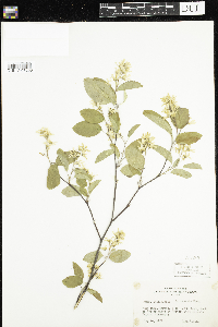 Amelanchier sanguinea image