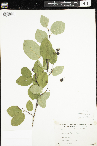 Media resource of Amelanchier sanguinea