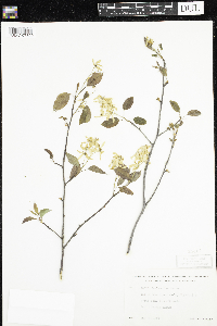 Amelanchier laevis image