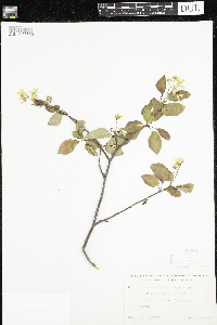 Amelanchier laevis image