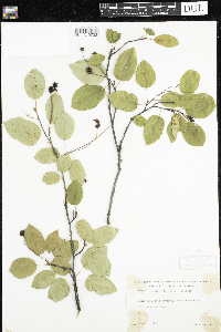 Amelanchier laevis image