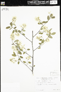 Amelanchier laevis image