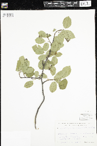 Amelanchier laevis image