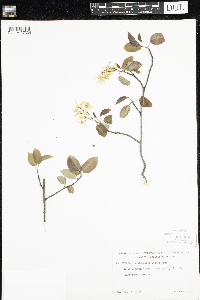 Amelanchier laevis image