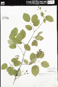 Amelanchier laevis image