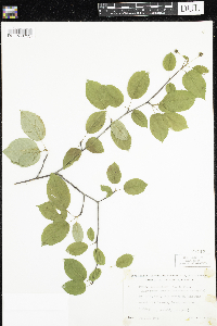 Amelanchier laevis image