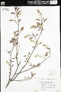 Amelanchier laevis image