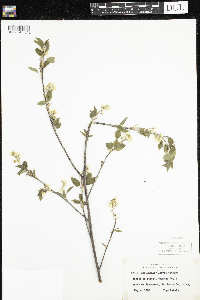 Amelanchier laevis image