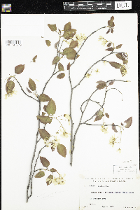 Amelanchier laevis image