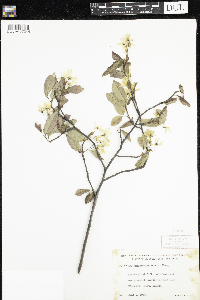 Amelanchier laevis image