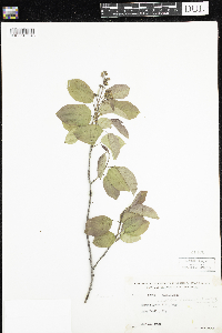 Amelanchier laevis image