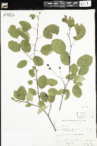 Amelanchier arborea x canadensis image