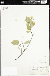 Amelanchier arborea x canadensis image