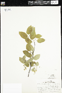 Amelanchier arborea x canadensis image