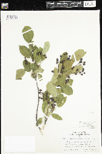 Amelanchier arborea x canadensis image