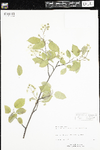 Amelanchier arborea x canadensis image