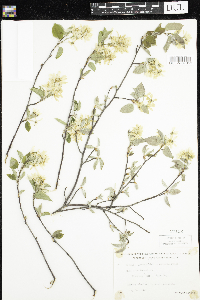 Amelanchier arborea x canadensis image