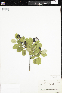 Amelanchier arborea x canadensis image