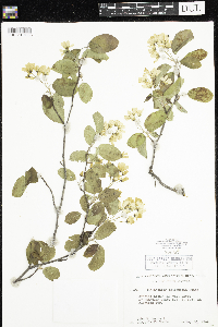 Amelanchier arborea x canadensis image